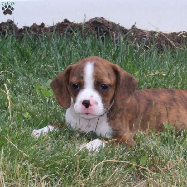 Timmy, Boston Terrier Mix Puppy